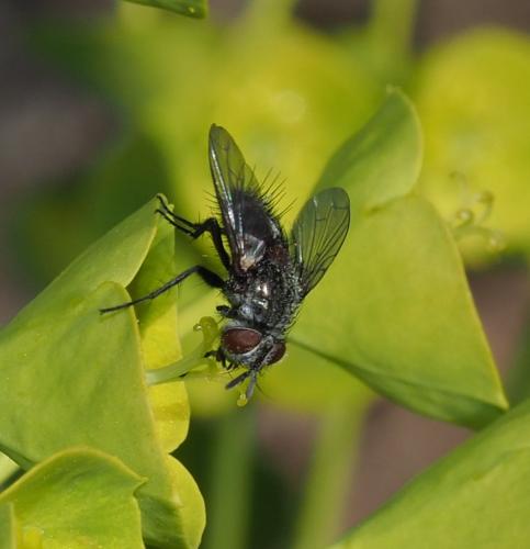 Aplomya confinis